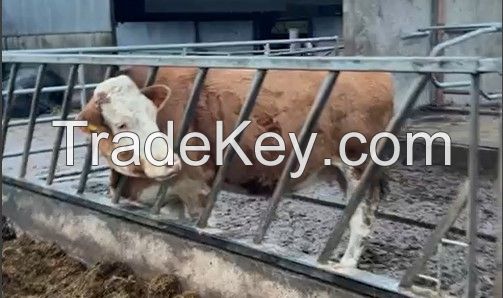 Crossbred; Fleckvieh