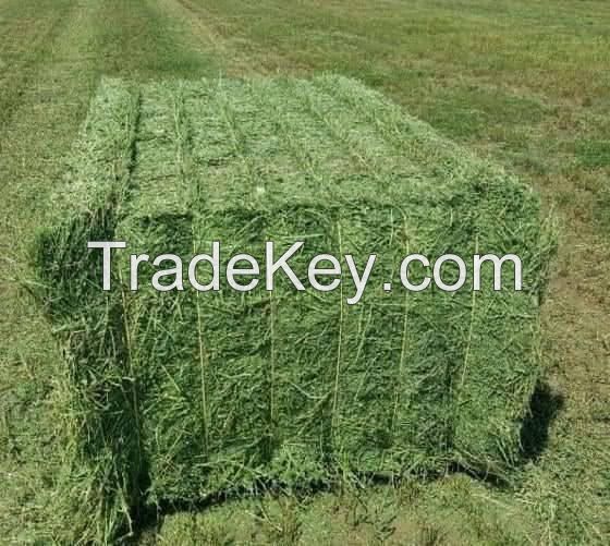 Round bale alfalfa hay