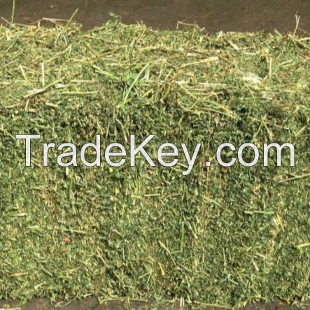 Fresh Alfafa Hay in Bales for sale