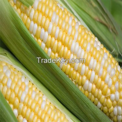 White and Yellow Maize (Corn)