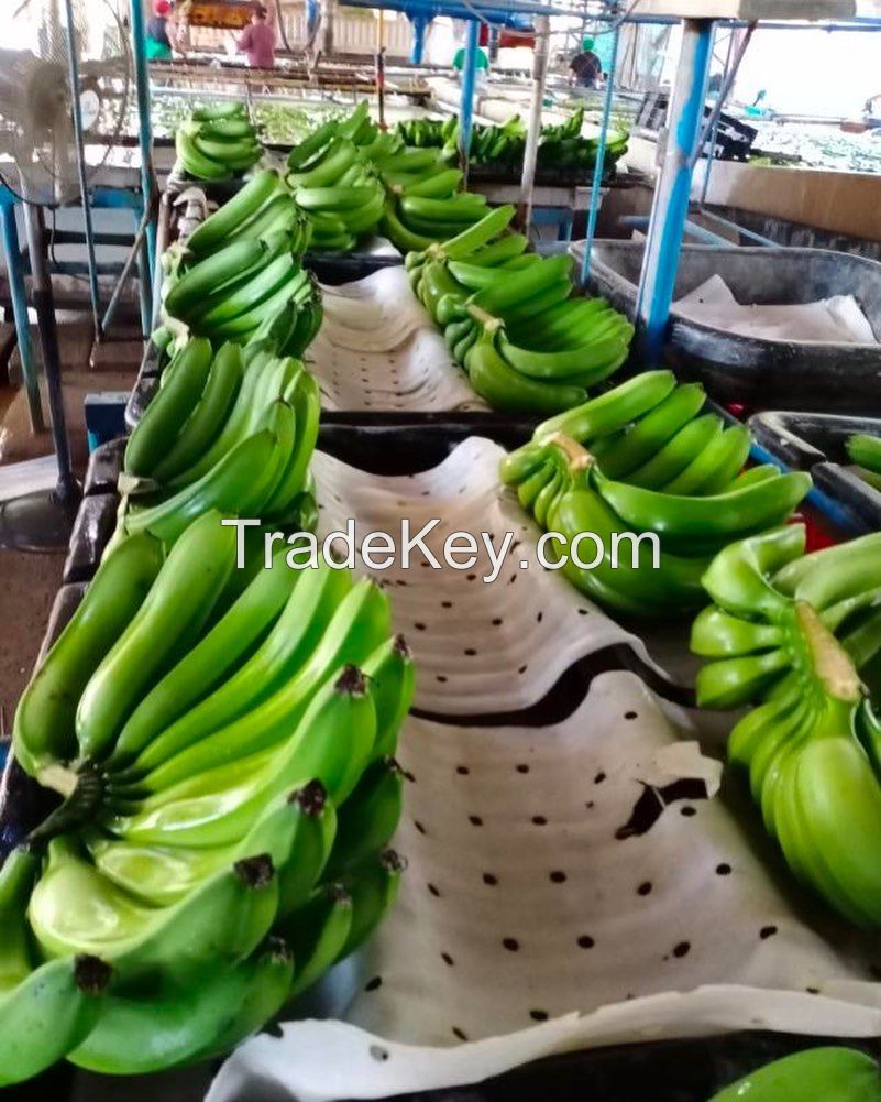 Fresh Cavendish Bananas