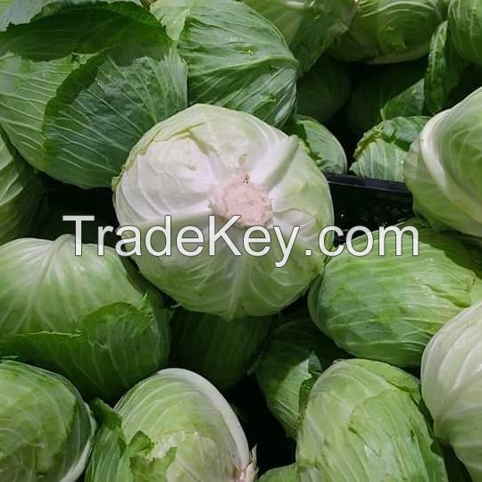 Fresh green cabbage For Sale