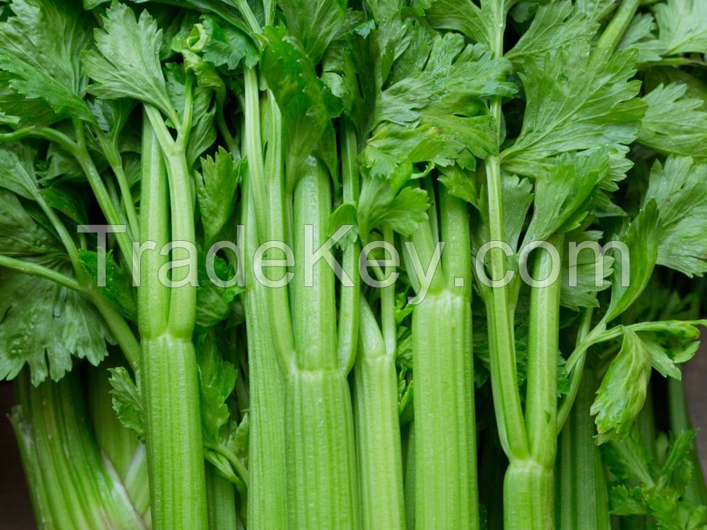 FRESH CELERY