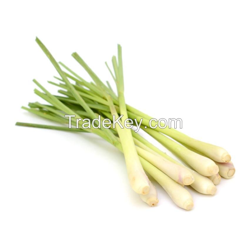 Fresh Indonesian Lemongrass Cymbopogon