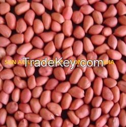 Groundnut