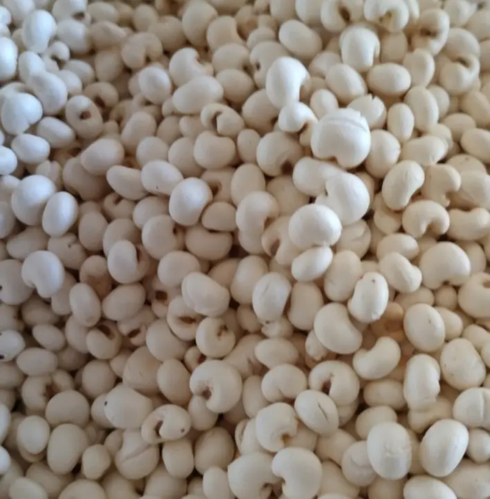 white sorghum