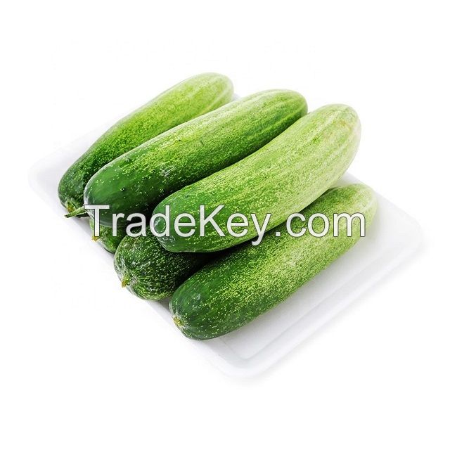 FRESH CUCUMBER