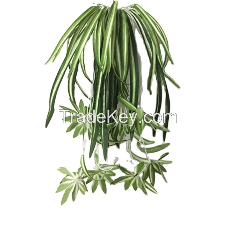 Spider Plant