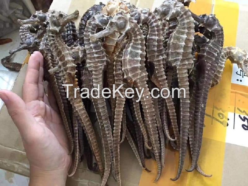 Dry Sea Horse for export