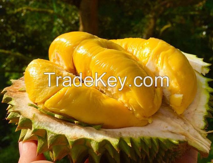 High quality Viet Nam Fresh Durian