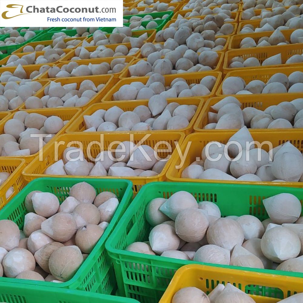 Vietnam Coconut