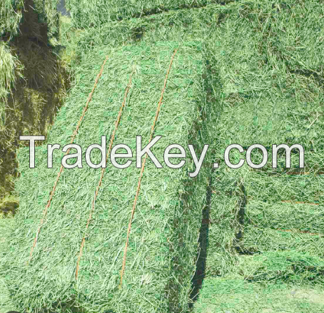 Alfalfa Hay in cheap price