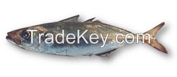 Frozen Horse Mackerel