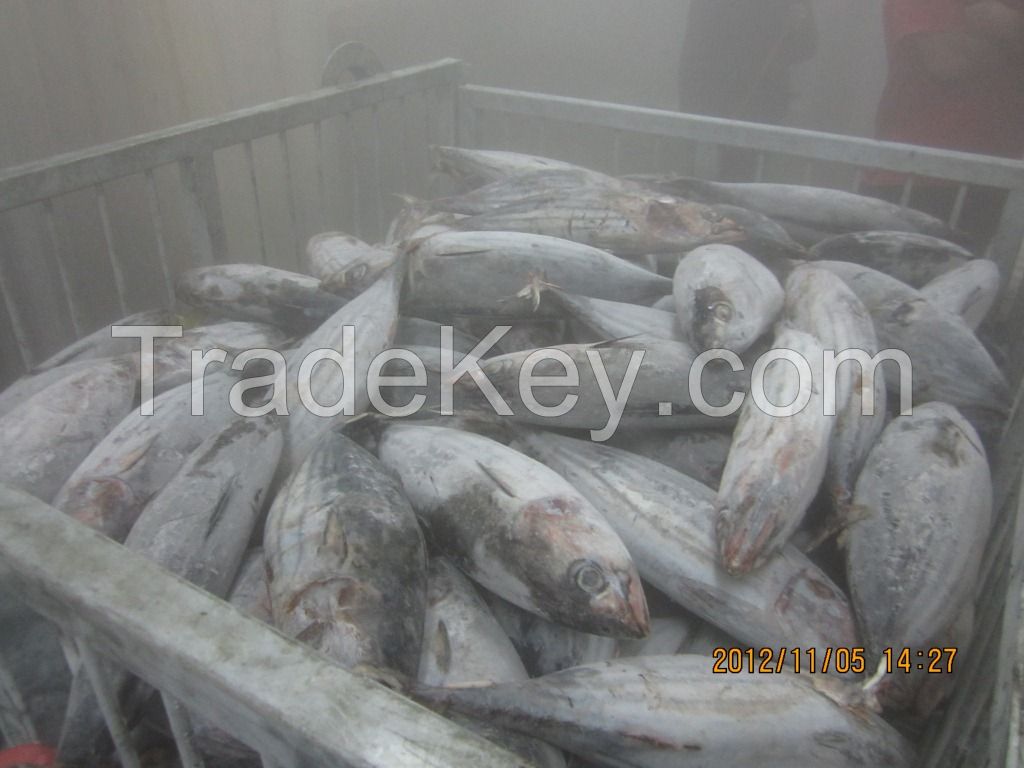 Frozen Skipjack Tuna