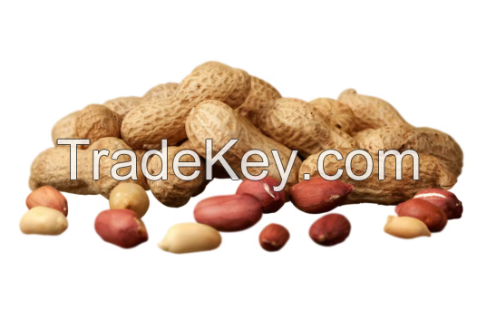 Red Skin Peanut Kernels South Africa