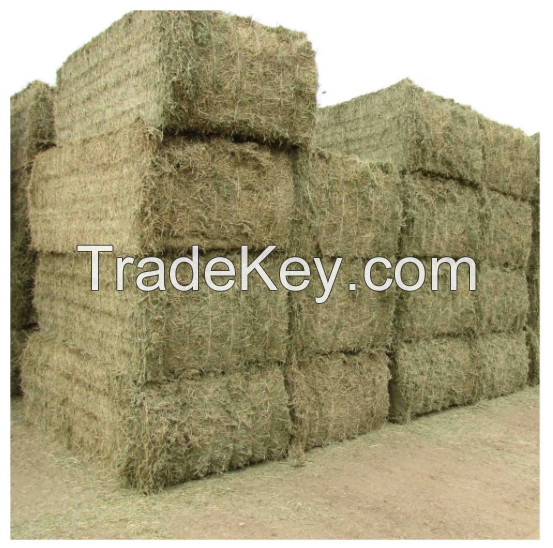 Hot Selling Timothy Hay For Animal Feed