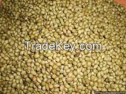 Coriander Seeds