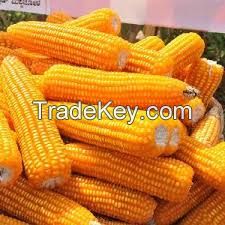 White/yellow Corn For Human Consumption