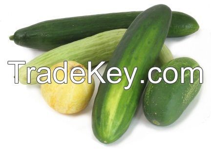 Cucumber