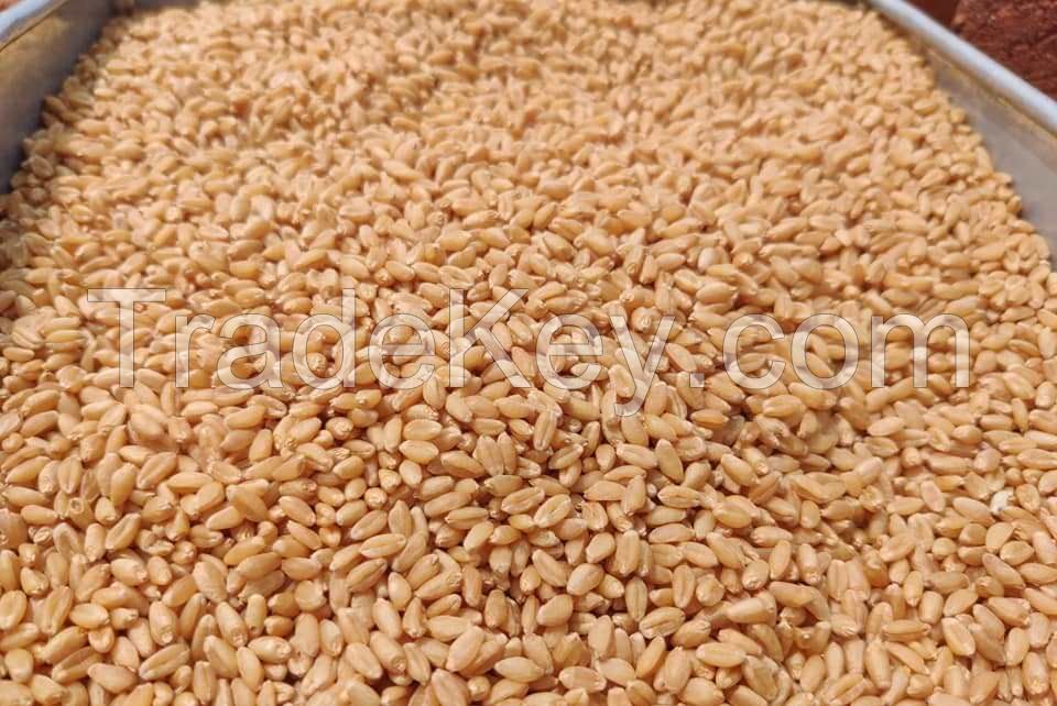 wheat grain