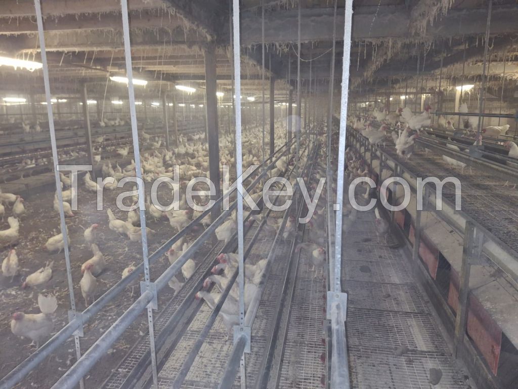 Professional Poultry installation farm for 100.000 birds (used)