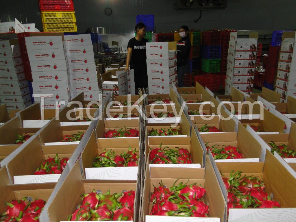 Viet Nam Dragon fruit - Song Nam