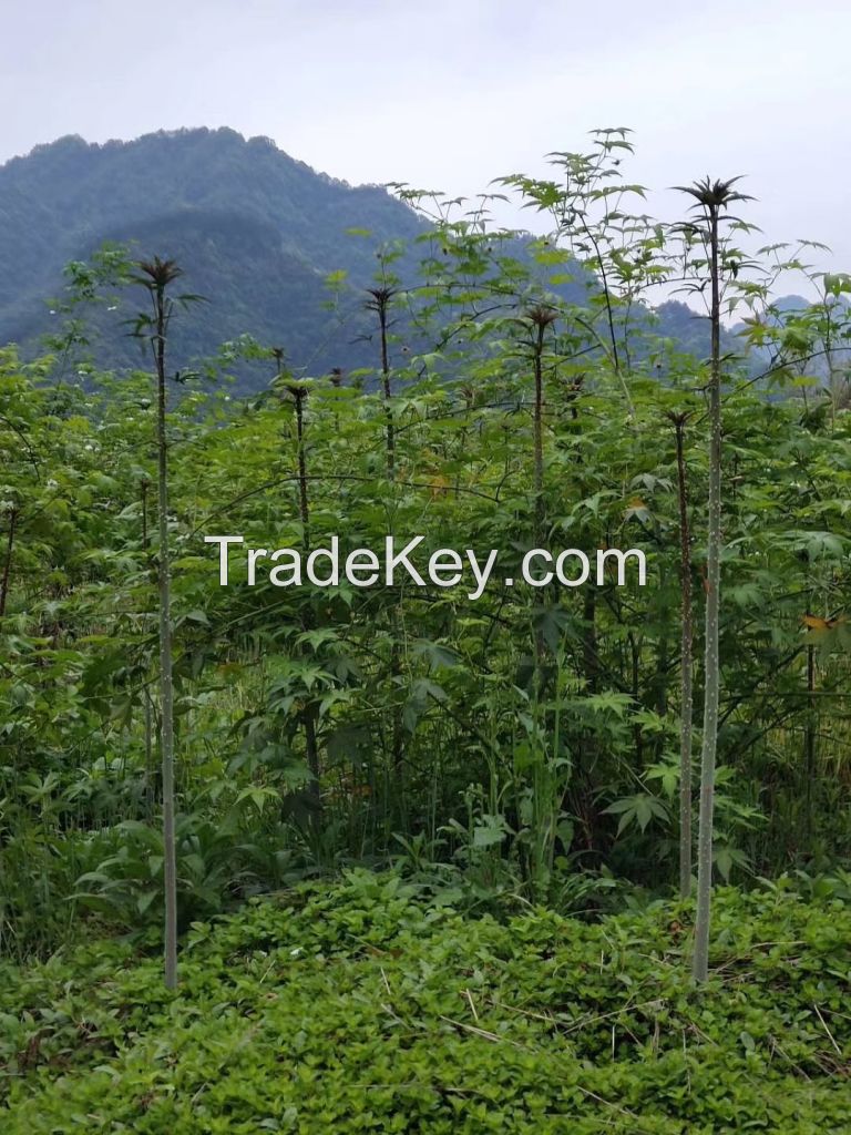 Wholesale Natural Organic Dried Raspberry Leaves Tea From Raspbeery Tree Natural Plant Sweetener