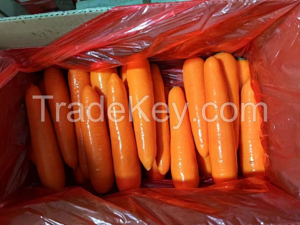 Fresh Carrots