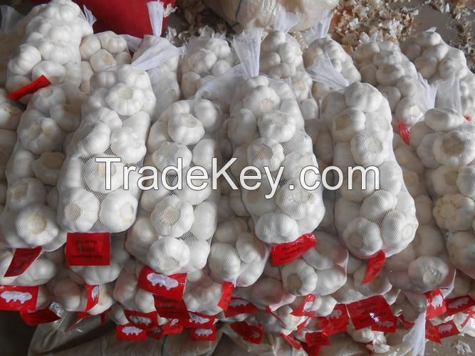 Garlic normal white