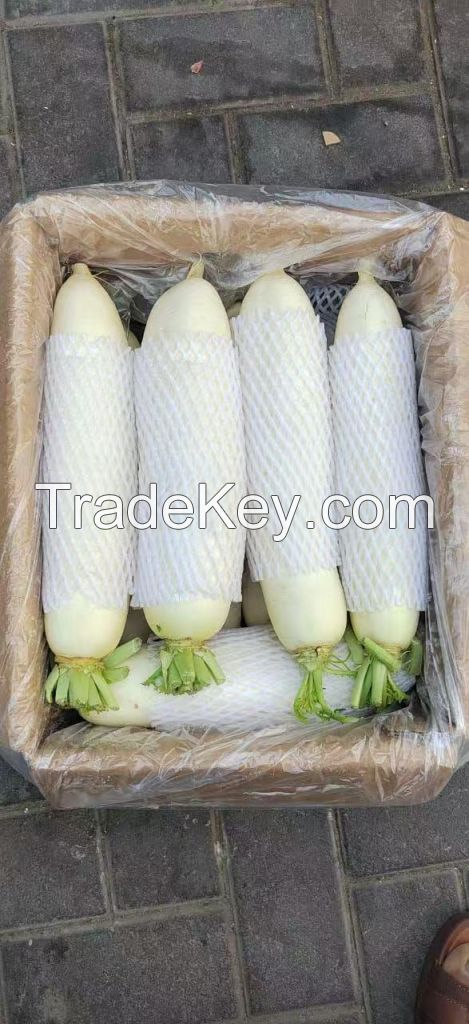 Export of white radishes from China