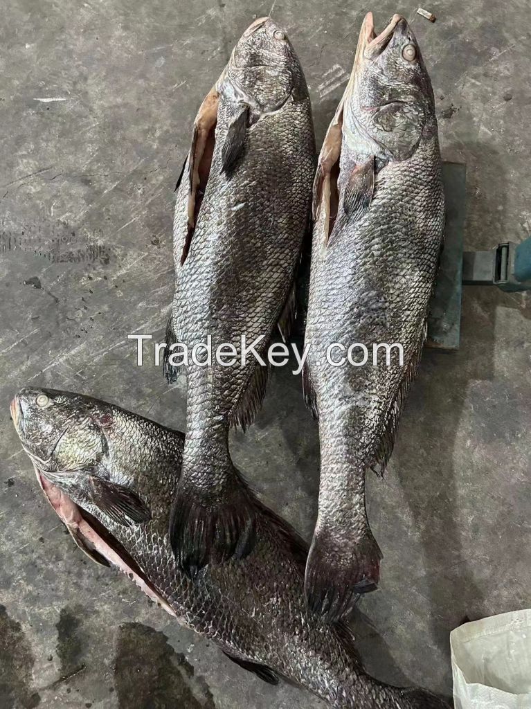 Frozen fresh brown croaker gutted fish miichtys miuuy