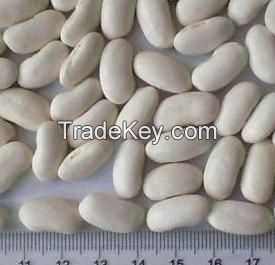 white kidney bean supplier