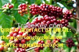 VIETNAM ROBUSTA COFFEE BEAN