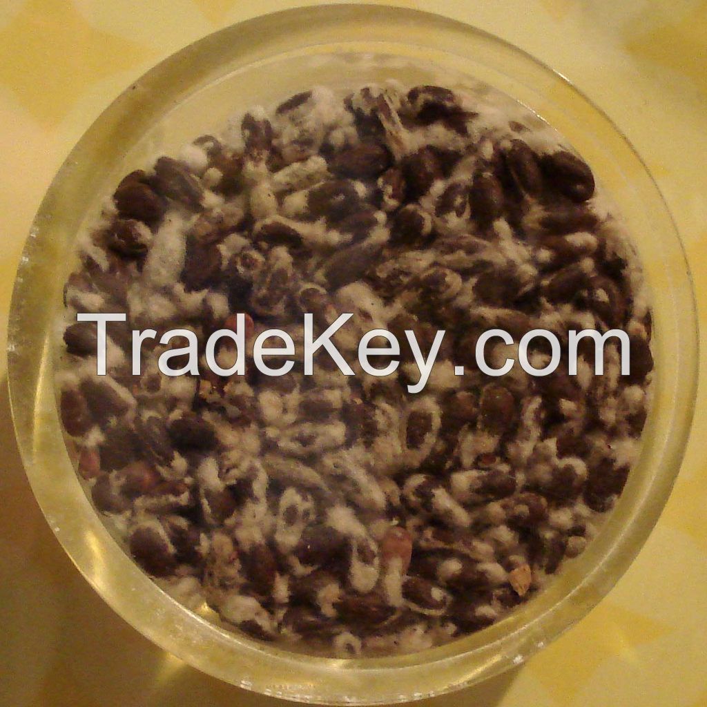 COTTONSEED, WHOLE