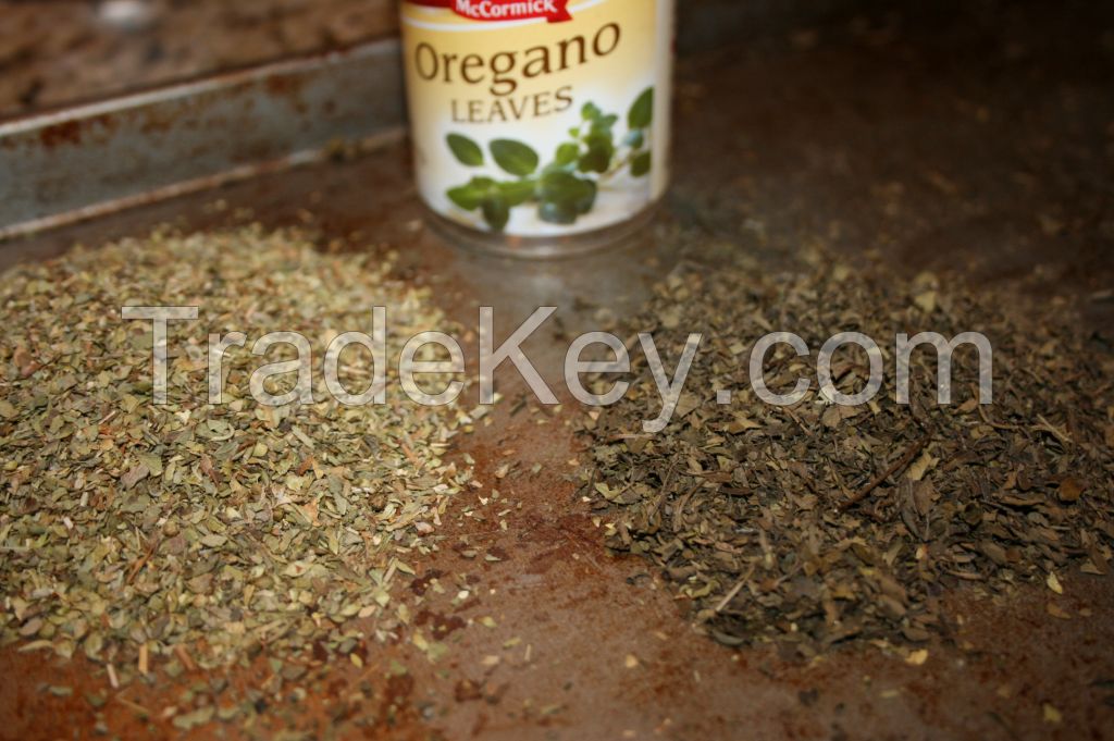 Fresh and Dry Oregano