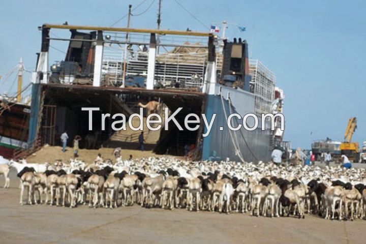 organic fed somali livestock for the the middle eastern market