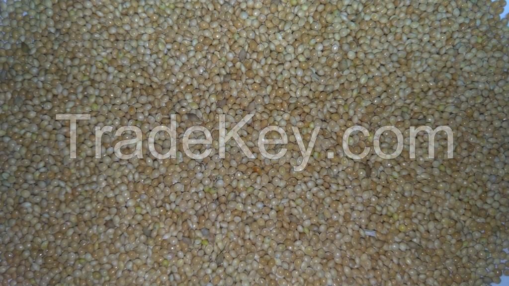 white millet