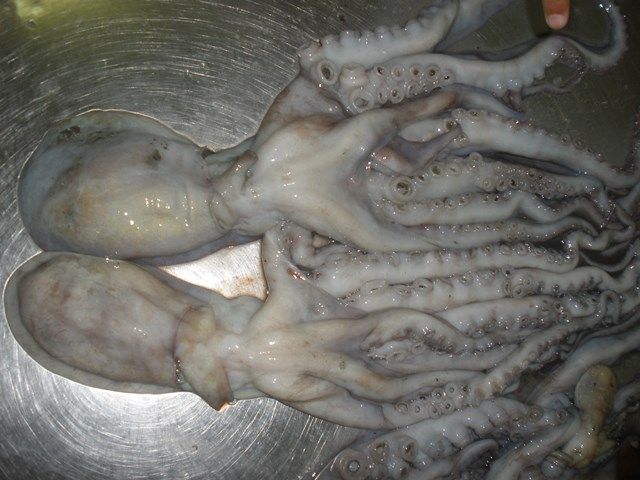 OTCTOPUS PAKISTAN