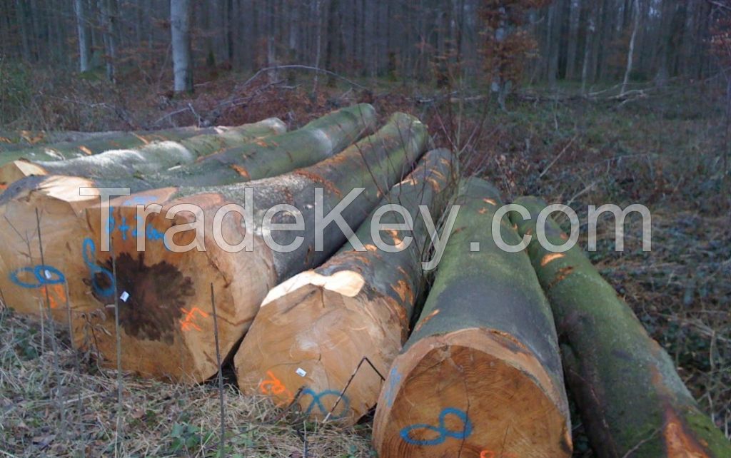 Beech Logs