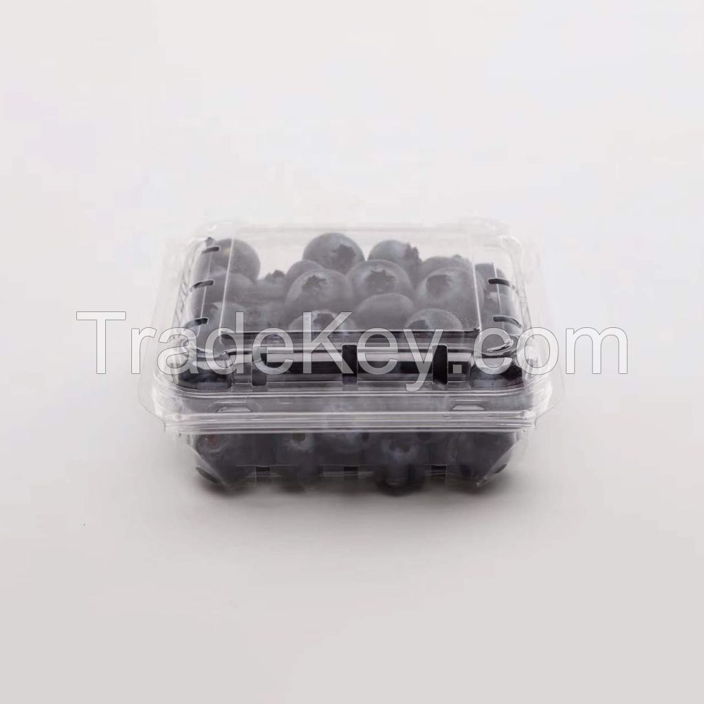 Fresh Blueberry Blue berry Supermarkets distributors and wholesalers