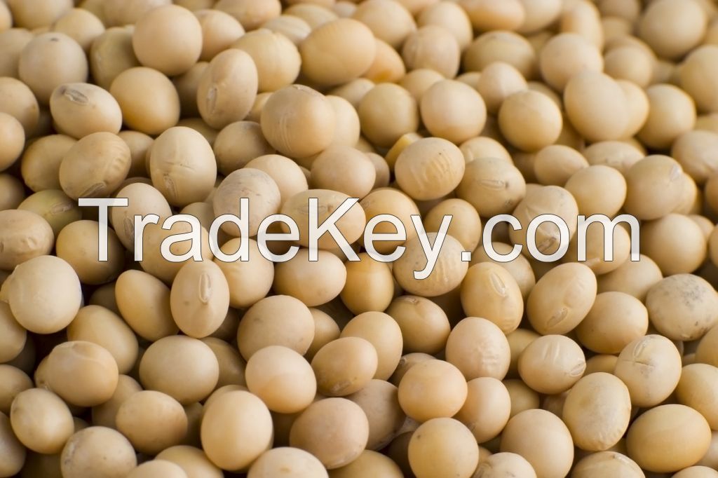 SOYA BEANS GMO 2