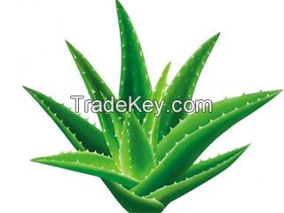 Aloe Juice Powder