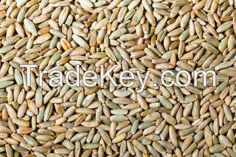 Rye Grains