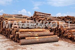 PINE WOOD LOGS FROM UKRAINE