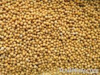 Sell Mustard Seeds