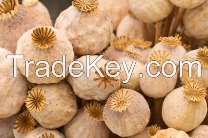 Dried Poppy Pods