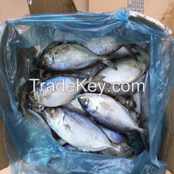 Frozen bigeye scad selar crumenophthalmus wholesale