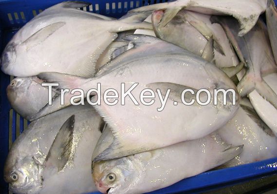 Silver Pomfret Fish / WR Fresh Silver Pomfret