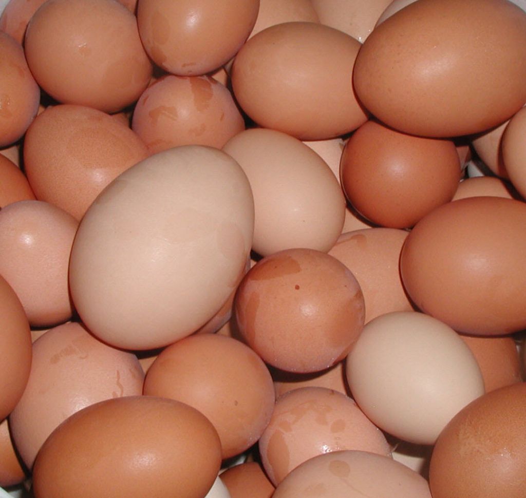 Fresh Brown and White Eggs