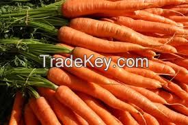 Fresh Carrots